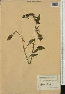 Amaranthaceae, Western Europe (EUR) (France)