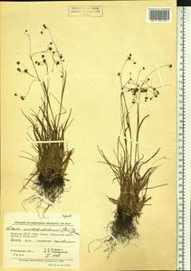Luzula arcuata subsp. unalaschkensis (Buchenau) Hultén, Siberia, Baikal & Transbaikal region (S4) (Russia)