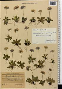 Primula algida Adams, Caucasus, Krasnodar Krai & Adygea (K1a) (Russia)