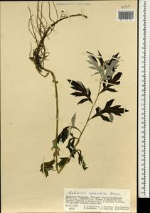 Artemisia sylvatica Maxim., Mongolia (MONG) (Mongolia)