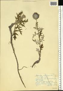 Echinops ritro subsp. ruthenicus (M. Bieb.) Nyman, Eastern Europe, North Ukrainian region (E11) (Ukraine)