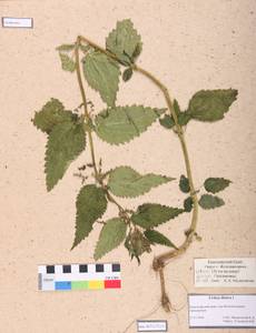 Urtica dioica L., Siberia, Central Siberia (S3) (Russia)