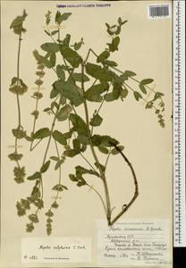 Nepeta nuda subsp. nuda, Caucasus, Armenia (K5) (Armenia)