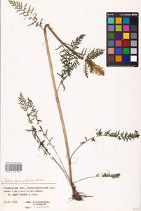 MHA 0 162 308, Pedicularis sibirica Vved., Eastern Europe, Eastern region (E10) (Russia)