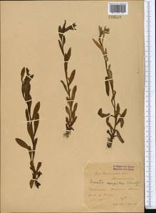 Cuscuta scandens subsp. cesatiana (Bertol.) Holub, Middle Asia, Syr-Darian deserts & Kyzylkum (M7) (Uzbekistan)