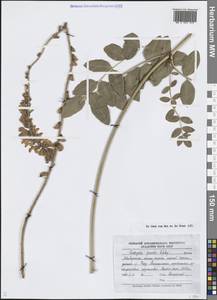 Onobrychis grandis Lipsky, Middle Asia, Pamir & Pamiro-Alai (M2) (Tajikistan)