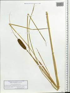 Typha laxmannii Lepech., Siberia, Western Siberia (S1) (Russia)