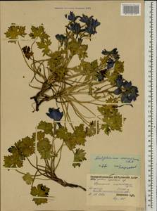 Delphinium caucasicum C. A. Mey., Caucasus, North Ossetia, Ingushetia & Chechnya (K1c) (Russia)