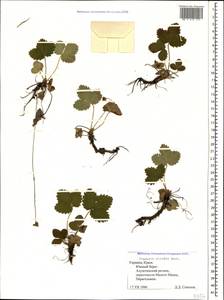 Fragaria viridis Duchesne, Crimea (KRYM) (Russia)