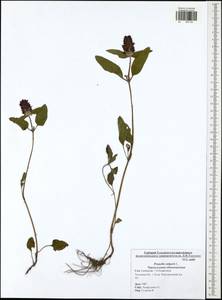 Prunella vulgaris L., Eastern Europe, Central region (E4) (Russia)