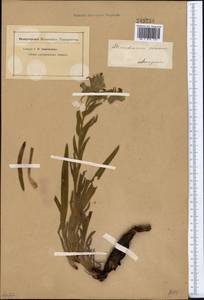 Arnebia euchroma subsp. euchroma, Middle Asia, Dzungarian Alatau & Tarbagatai (M5) (Kazakhstan)