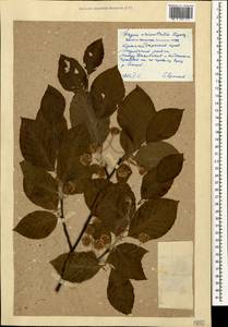 Fagus orientalis Lipsky, Caucasus, Krasnodar Krai & Adygea (K1a) (Russia)