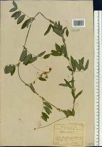 Lathyrus palustris L., Siberia, Baikal & Transbaikal region (S4) (Russia)