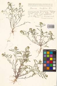 Meniocus linifolius (Stephan ex Willd.) DC., Eastern Europe, Lower Volga region (E9) (Russia)