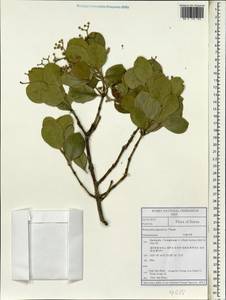 Euonymus japonicus Thunb., South Asia, South Asia (Asia outside ex-Soviet states and Mongolia) (ASIA) (South Korea)