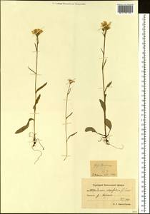 Tephroseris subfrigida (Kom.) Holub, Siberia, Chukotka & Kamchatka (S7) (Russia)