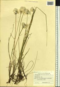 Eriophorum callitrix Cham. ex C.A.Mey., Siberia, Chukotka & Kamchatka (S7) (Russia)