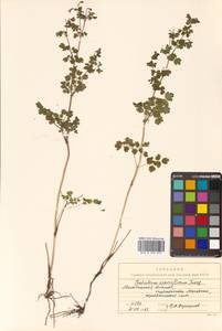 Thalictrum sparsiflorum Turcz. ex Fisch. & C. A. Mey., Siberia, Chukotka & Kamchatka (S7) (Russia)