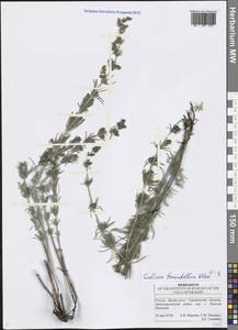 Galium verum subsp. verum, Eastern Europe, Lower Volga region (E9) (Russia)