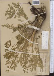 Ferula kelleri Koso-Pol., Middle Asia, Northern & Central Tian Shan (M4) (Kyrgyzstan)