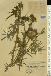 Cirsium vulgare (Savi) Ten., Eastern Europe, Moscow region (E4a) (Russia)