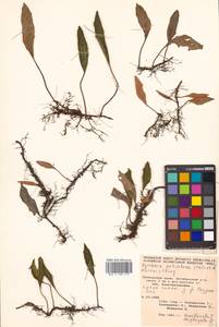 Pyrrosia petiolosa (Christ) Ching, Siberia, Russian Far East (S6) (Russia)