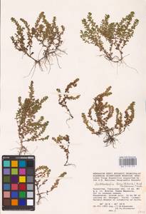 Lythrum borysthenicum (M. Bieb. ex Schrank) Litv., Middle Asia, Caspian Ustyurt & Northern Aralia (M8) (Kazakhstan)