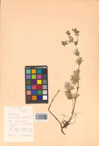 Potentilla argentea L., Siberia, Russian Far East (S6) (Russia)