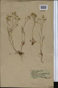 Limonium caspium (Willd.) Gams, Middle Asia, Northern & Central Kazakhstan (M10) (Kazakhstan)