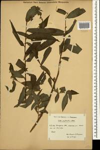 Salix excelsa J.F.Gmel., Caucasus, Dagestan (K2) (Russia)
