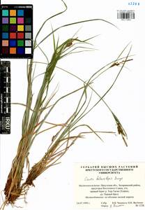 Carex heterolepis Bunge, Siberia, Baikal & Transbaikal region (S4) (Russia)