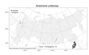 Anemone umbrosa C.A.Mey., Atlas of the Russian Flora (FLORUS) (Russia)