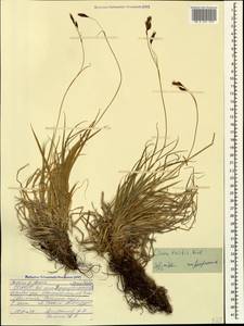 Carex tristis M.Bieb., Caucasus, North Ossetia, Ingushetia & Chechnya (K1c) (Russia)