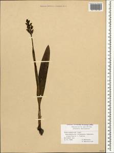 Steveniella satyrioides (Spreng.) Schltr., Caucasus, Black Sea Shore (from Novorossiysk to Adler) (K3) (Russia)