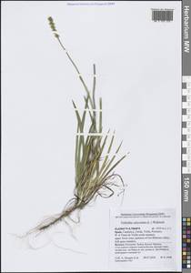 Tofieldia calyculata (L.) Wahlenb., Western Europe (EUR) (Spain)