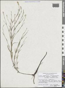 Dianthus campestris M.Bieb., Eastern Europe, Central forest-and-steppe region (E6) (Russia)