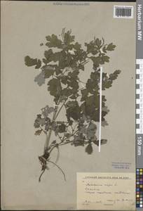 Chelidonium majus L., Siberia, Baikal & Transbaikal region (S4) (Russia)