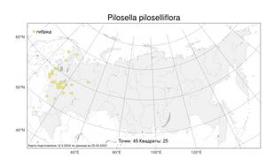 Pilosella piloselliflora (Nägeli & Peter) Soják, Atlas of the Russian Flora (FLORUS) (Russia)