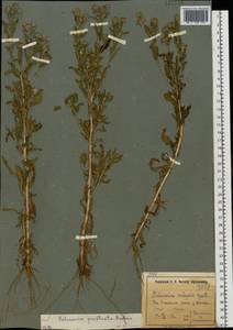 Pulicaria vulgaris Gaertn., Eastern Europe, North Ukrainian region (E11) (Ukraine)
