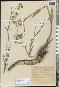 Ferula ceratophylla Regel & Schmalh., Middle Asia, Western Tian Shan & Karatau (M3) (Kazakhstan)