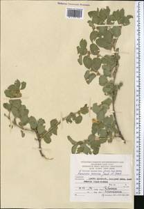 Lonicera nummulariifolia Jaub. & Spach, Middle Asia, Pamir & Pamiro-Alai (M2) (Turkmenistan)