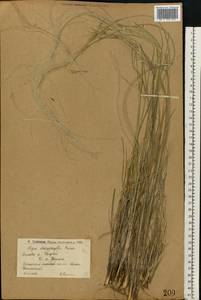 Stipa dasyphylla (Lindem.) Czern. ex Trautv., Eastern Europe, Lower Volga region (E9) (Russia)