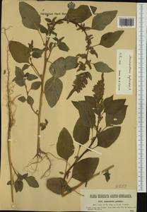 Amaranthus hybridus L., Western Europe (EUR) (Italy)