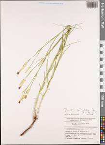 Dianthus pallens M. Bieb., Eastern Europe, Lower Volga region (E9) (Russia)