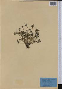 Oxytropis campestris (L.)DC., Western Europe (EUR) (Austria)