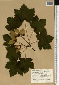 Acer pseudoplatanus L., Eastern Europe, West Ukrainian region (E13) (Ukraine)