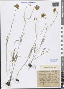 Ranunculus illyricus L., Eastern Europe, Lower Volga region (E9) (Russia)