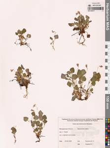 Viola sacchalinensis H.Boissieu, Siberia, Chukotka & Kamchatka (S7) (Russia)