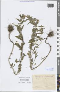 Galeopsis ladanum L., Eastern Europe, Central forest-and-steppe region (E6) (Russia)