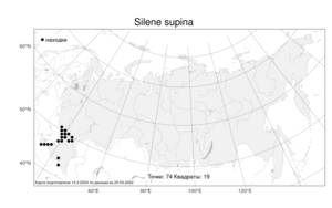 Silene supina M. Bieb., Atlas of the Russian Flora (FLORUS) (Russia)